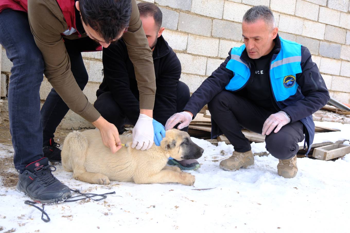 Sokak Hayvanları İçin Aşı Çalışması Yapıldı