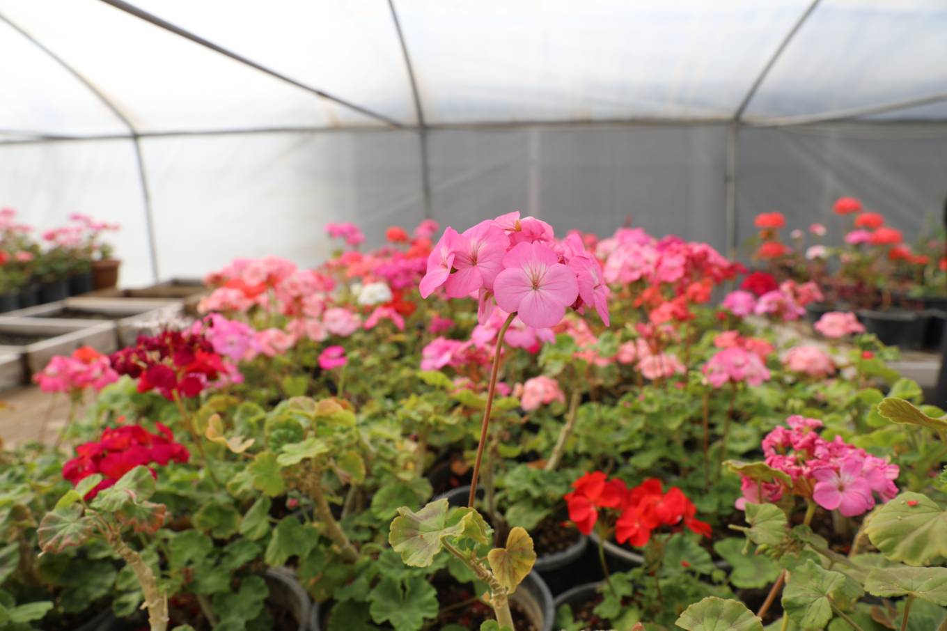 İpekyolu’nda Parklar İçin Seralarda Çiçek Üretimi Devam Ediyor