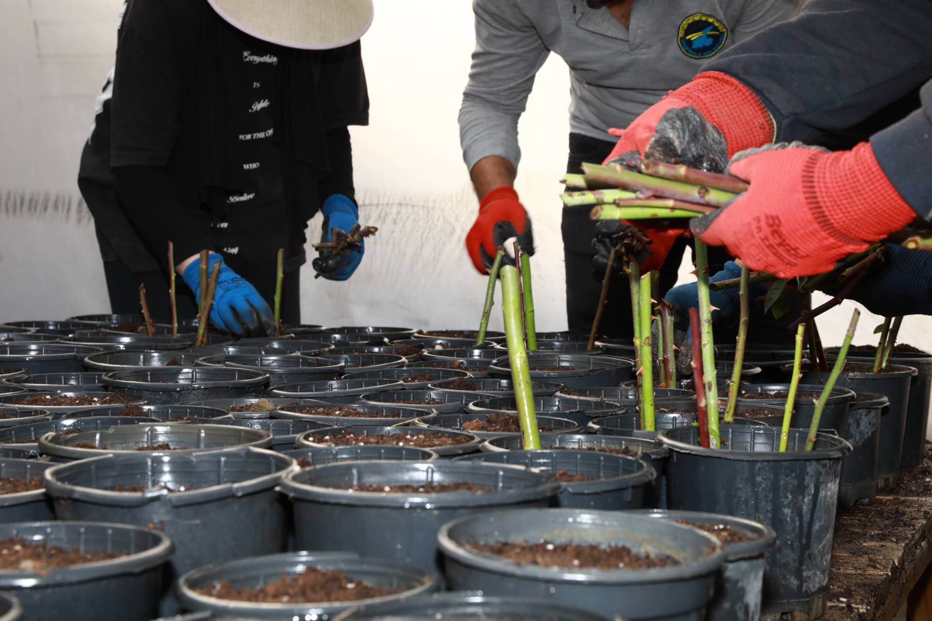 Yekem Şitlên Zivistanê li Serayan Hatin Çandin