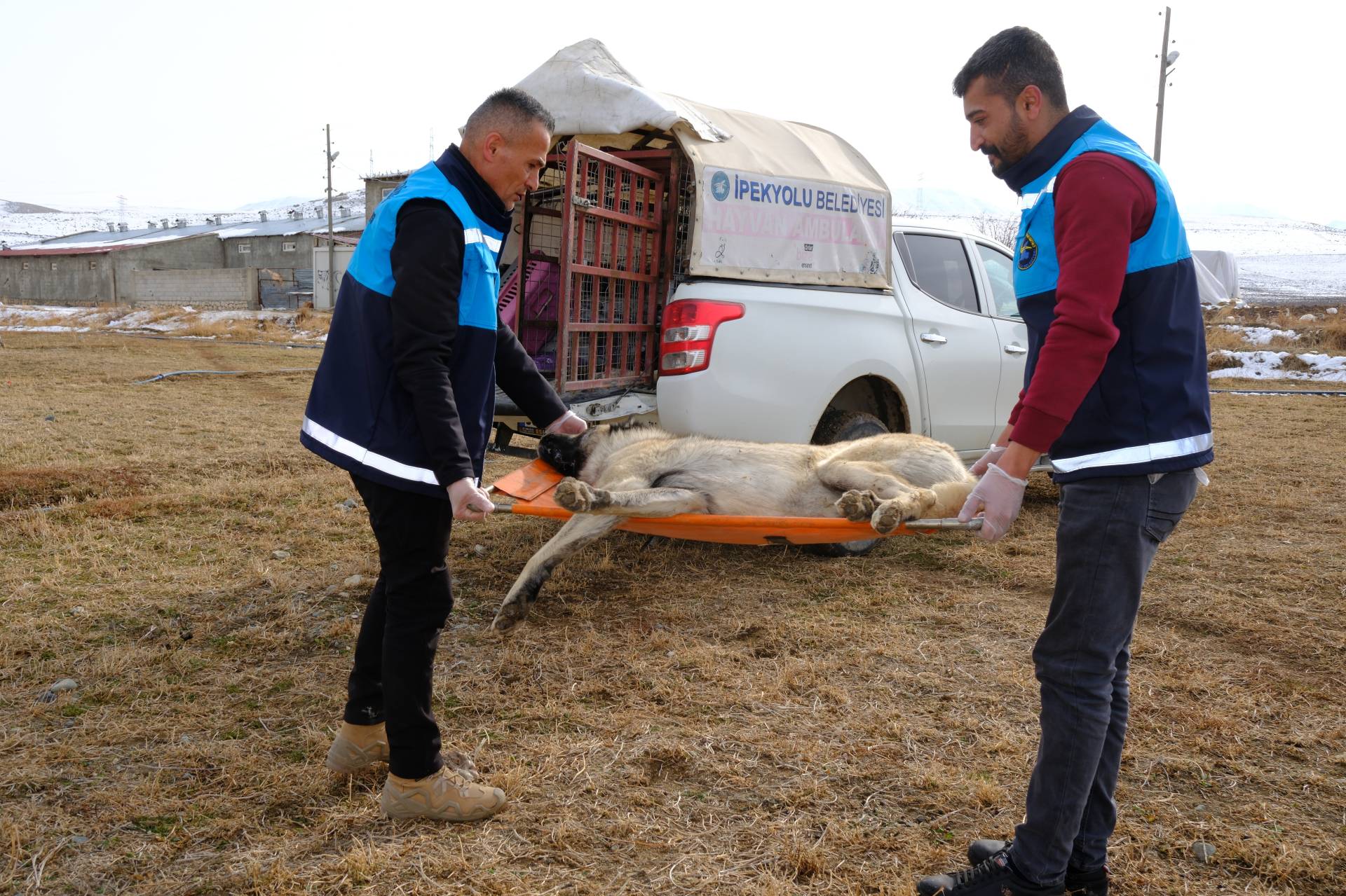 İpekyolu’nda Binlerce Hayvana Tedavi ve Mama Desteği