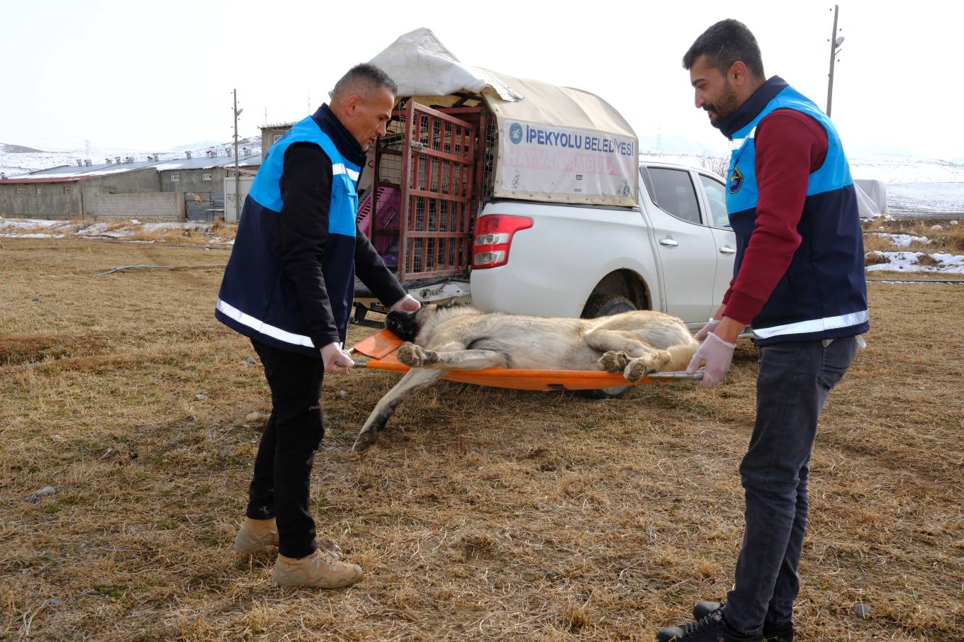 İpekyolu’nda Binlerce Hayvana Tedavi ve Mama Desteği