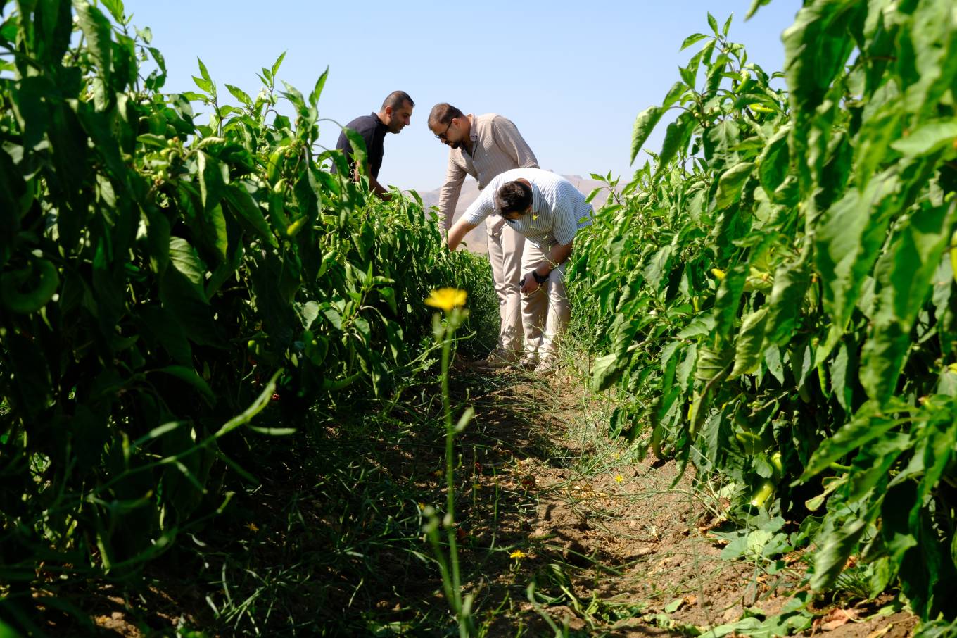 İpekyolu Belediyesi’nden Çiftçilere Destek: Tarımsal Üretim Güçleniyor